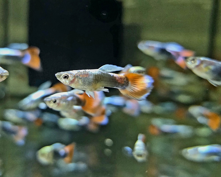 Rainbow Guppy - male ~ 3cm